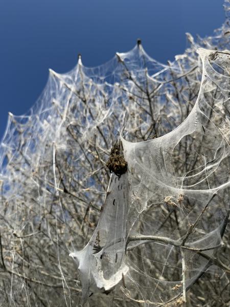 This striking photo captures a deciduous tree at Dijksgracht, Marineterrein, Amsterdam, completely enveloped in a dense, ethereal web spun by numerous caterpillars